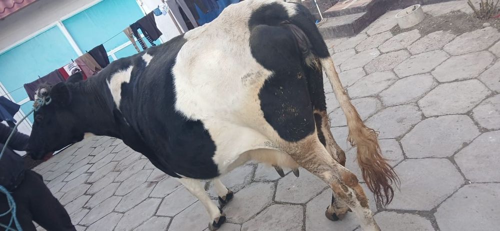 Продам хорошую корову