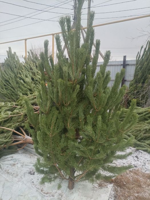 Ёлки Новогодние.