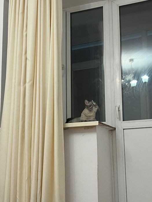 Кошка лепард кошка