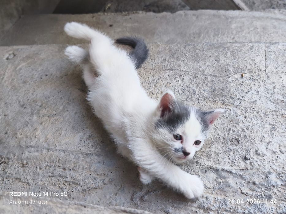 Отдам 4 котят в добрые руки