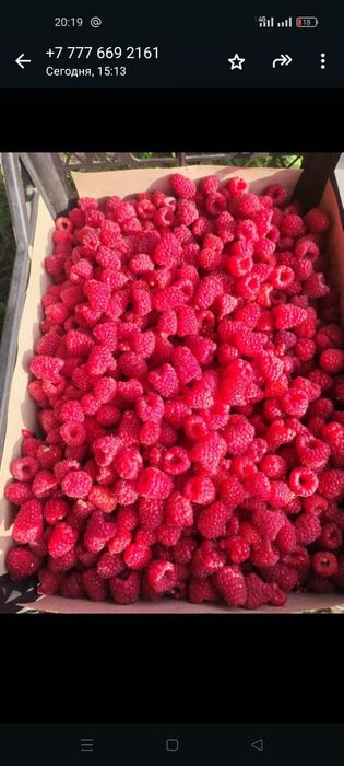 Саженцы малины Карамелька