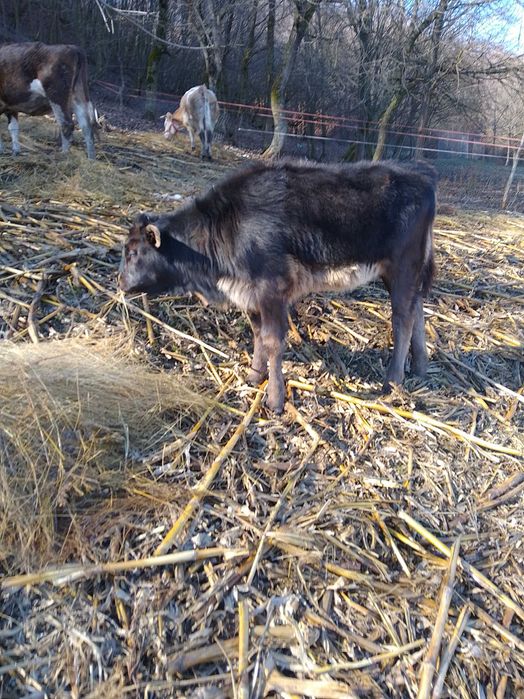 Vițea la schimb cu vițel