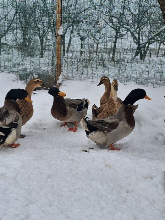 Vand oua incubat ratuste  Rouene