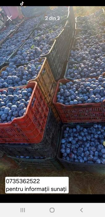 Prune de țuică naturale, direct din livadă