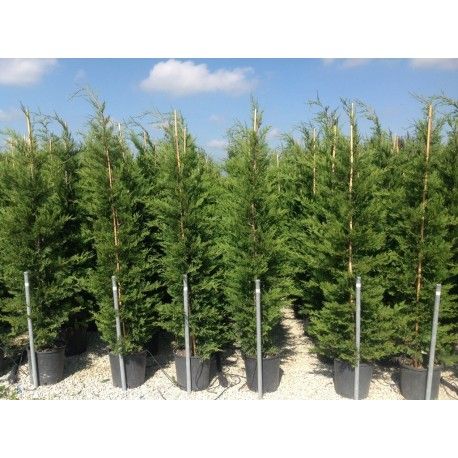 Vând cupressus leylandi