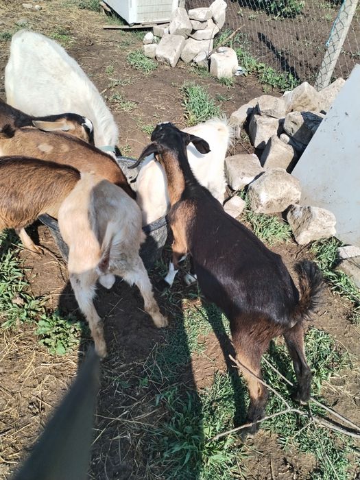 Țapi , , iezi țapisori de vânzare