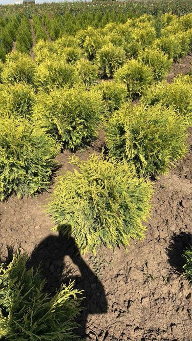 Лвйландски кипарис