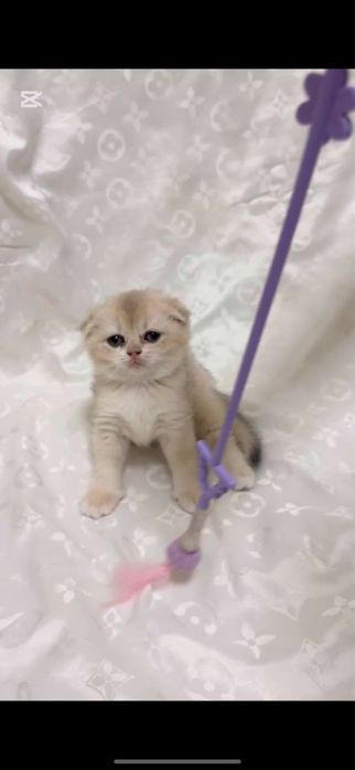 Scottish Fold & Scottish Straight Golden