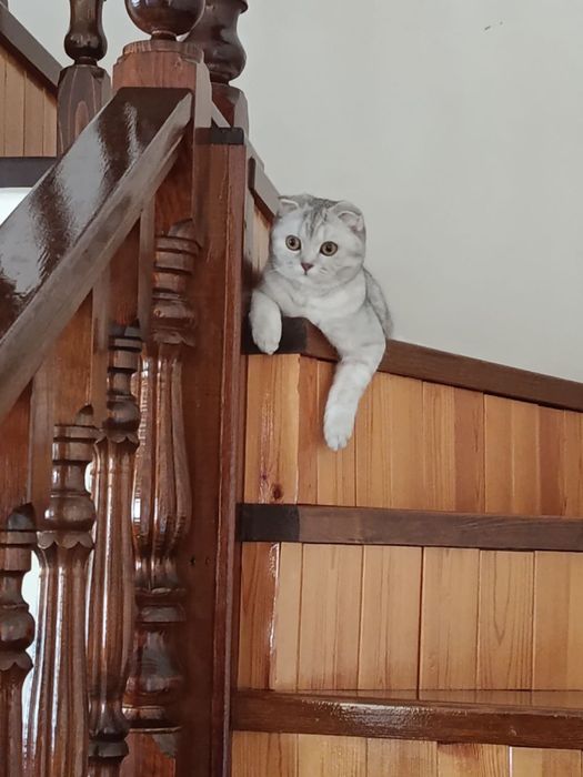 Скотич 1 ешга тулган мушук