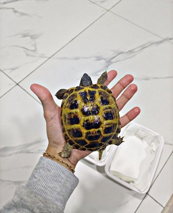 Toshbaqa sotiladi!(Продается черепашки!)