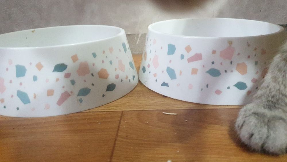 Продаются котята