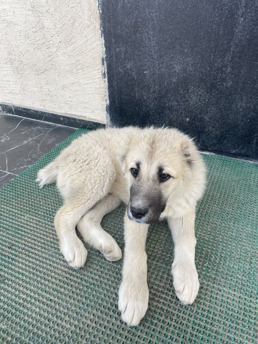 Қазақы Ит сатылады ( Аю )