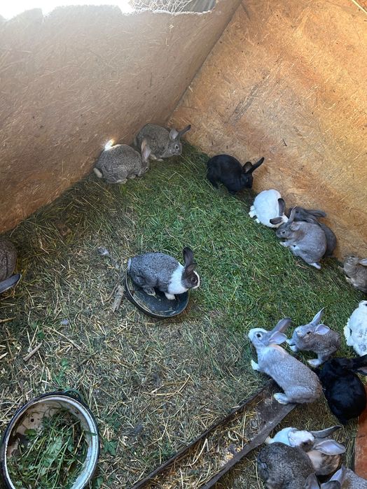 Iepurași de vânzare vârste diferite !