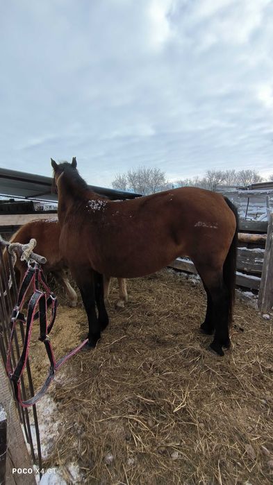 Продам лошадей 600 000