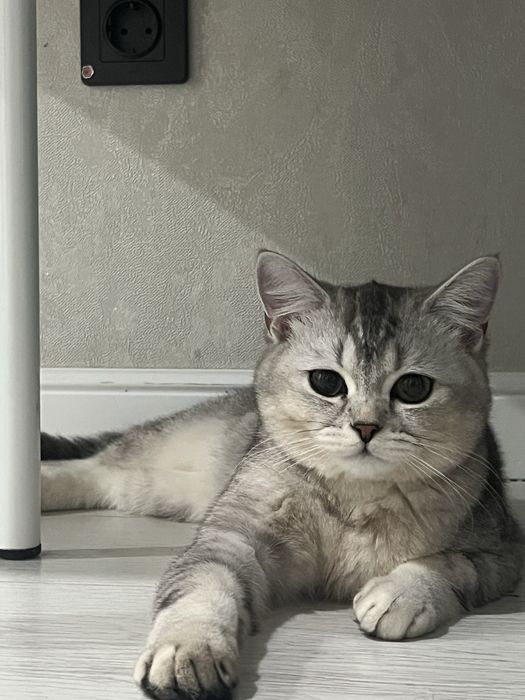 Кошка британская