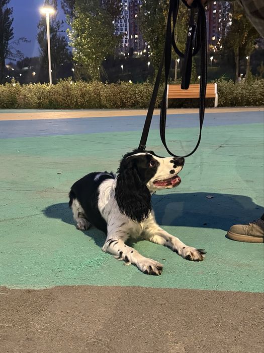 Русский спаниель мальчик