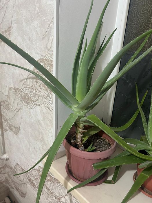 Продам алое вера и доллар