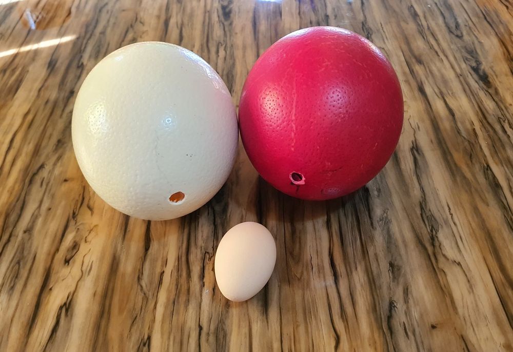 Ouă de struți Timiș