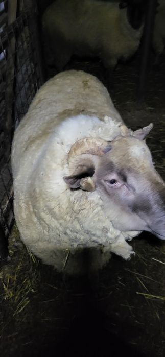 Berbec  rasa țigaie