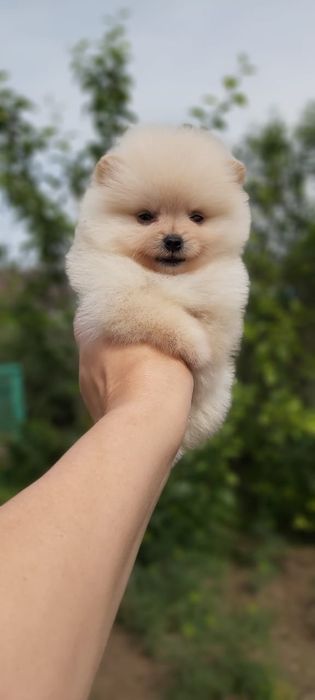 Щпицы кремовый  окрас