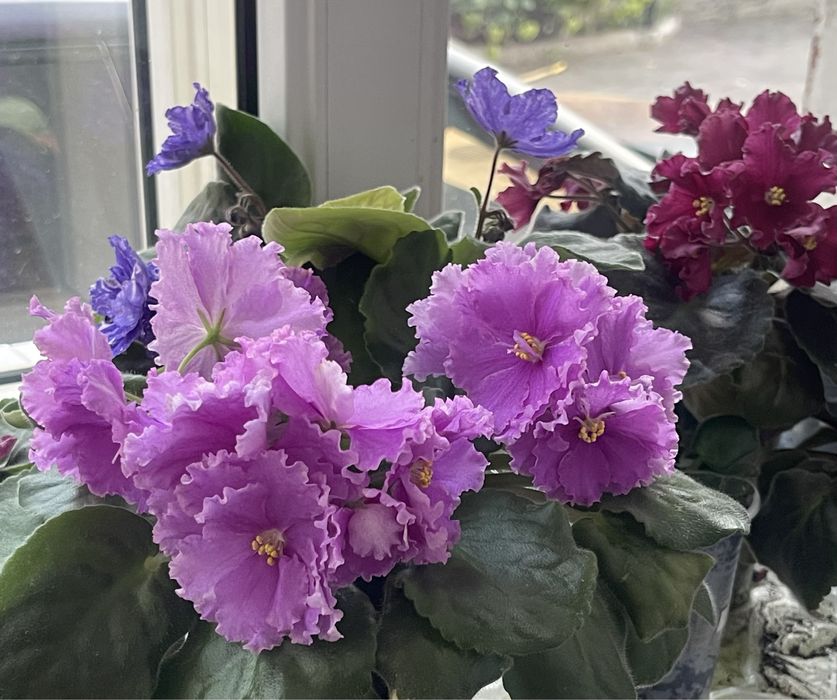 Продам цветущие сортовые фиалки!