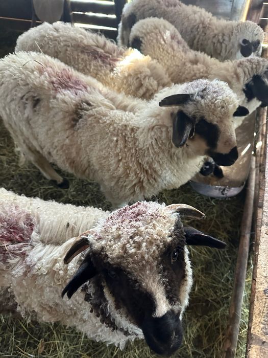 Vand miel cu 20 lei/kg viu sau cu 40 lei/kg taiat