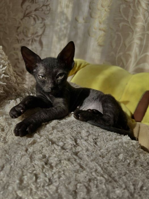 Отдам котенка Помесь