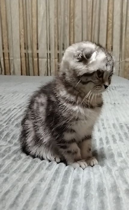 Шикарная Шотландская девочка - фолдик