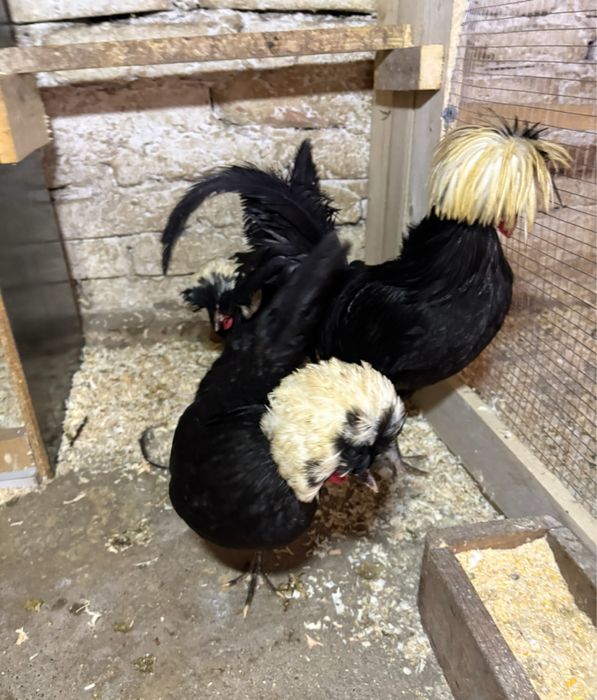 Vand oua de chabo si motata olandeza, cochichina pitic