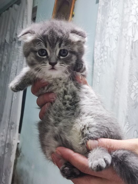 Продаются котята британские веслоухие