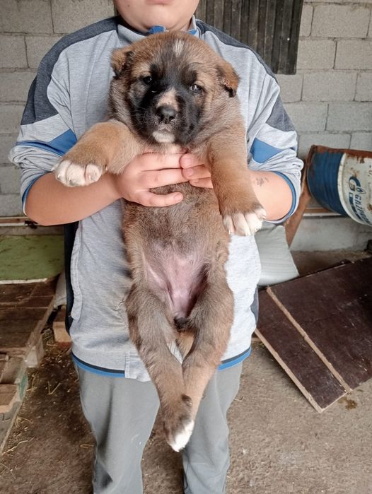 Таза қанды Алабай күшіктері.