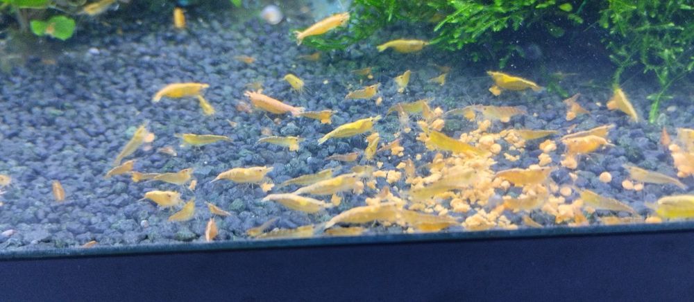 Creveți galbeni / Creveți yellow acvariu