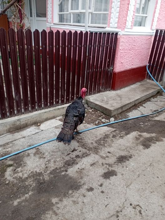 Vând cocoși si curcan  de anul trecut
