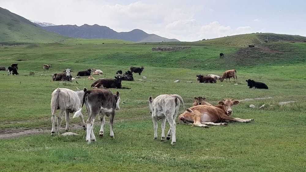 Срочно продается фазенда