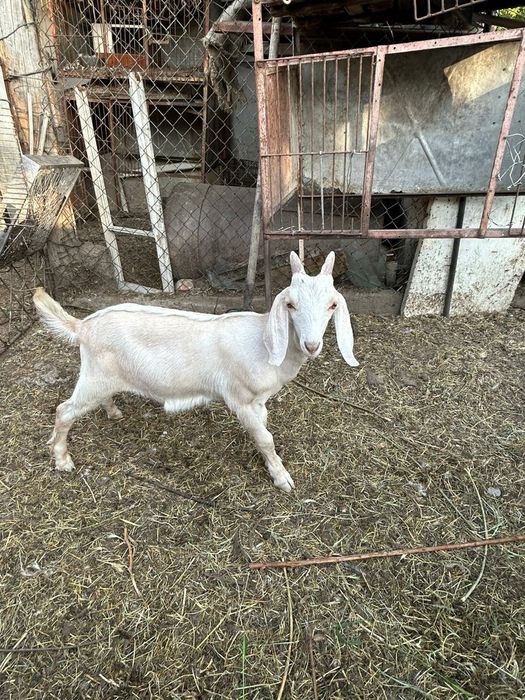 Англо- нубийские козлята