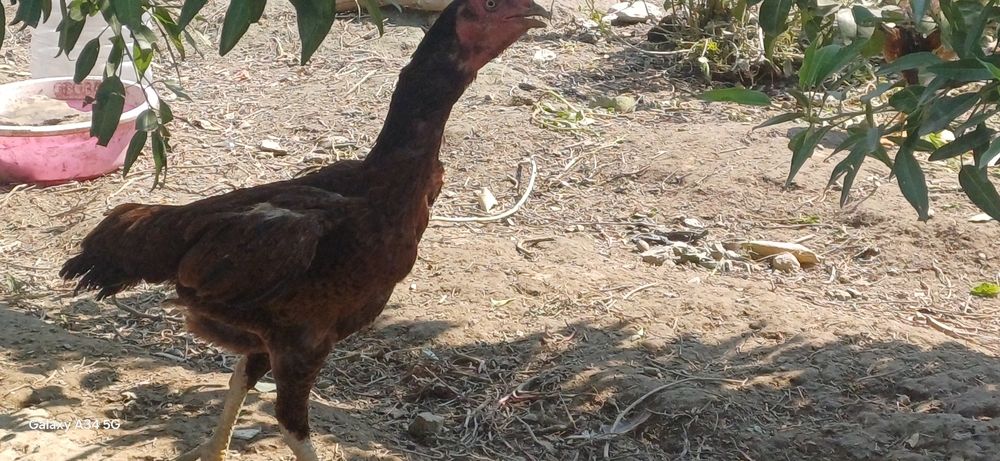 Дакан.хорозга.бартер