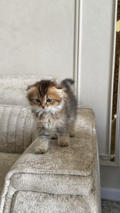 Шотландский котенок, девочка 3 месяца