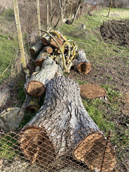 Дървен материал от орех на трупи