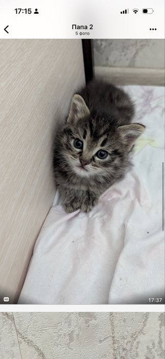 Ласковые Котята 1.5 мес