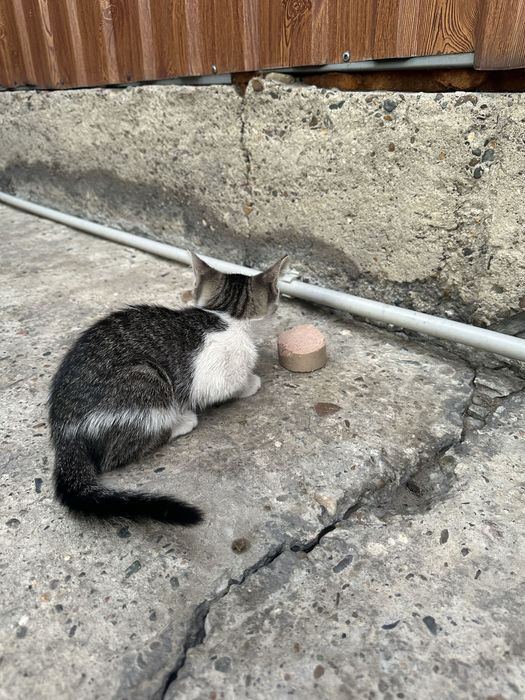 Отдам котят в добрые руки