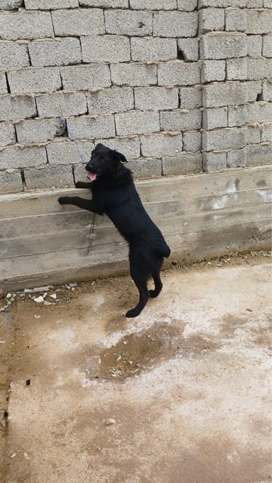 Ит сатылады/ собака продается