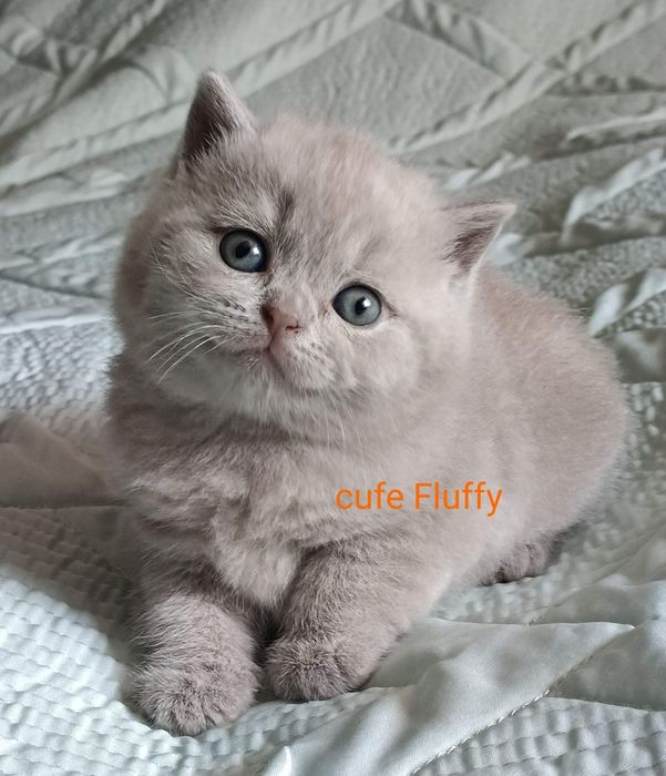 Питомник Cute flyffy