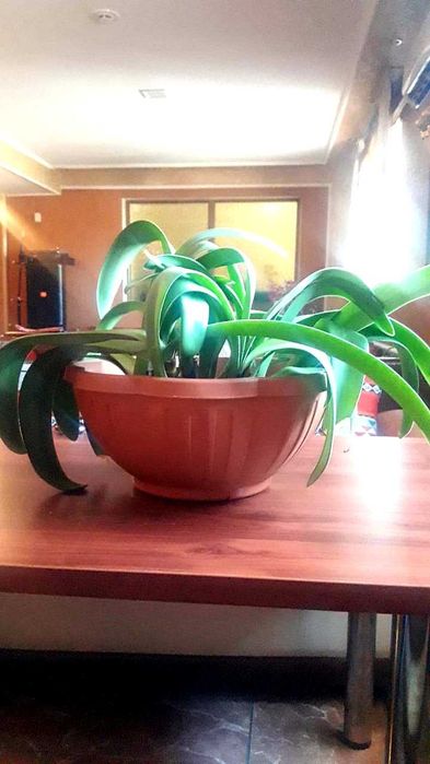 Продаются комнатные цветы