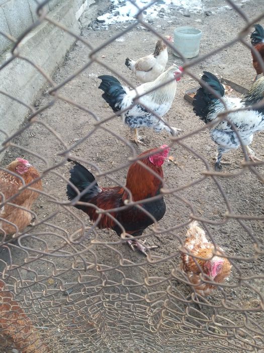 продаётся молодые петухи