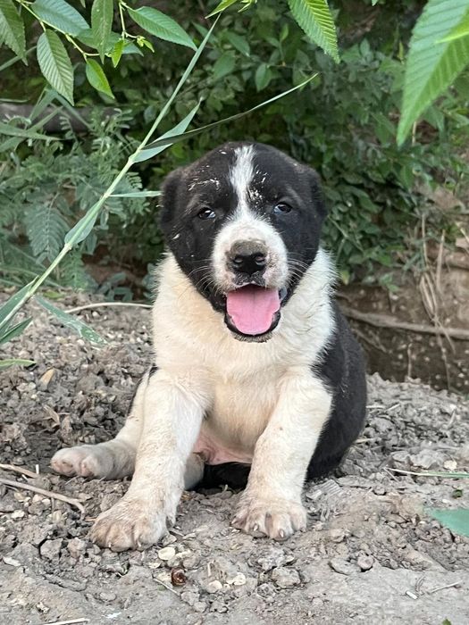 Жас қыздар ит стиліндегі порно фотосуреттер