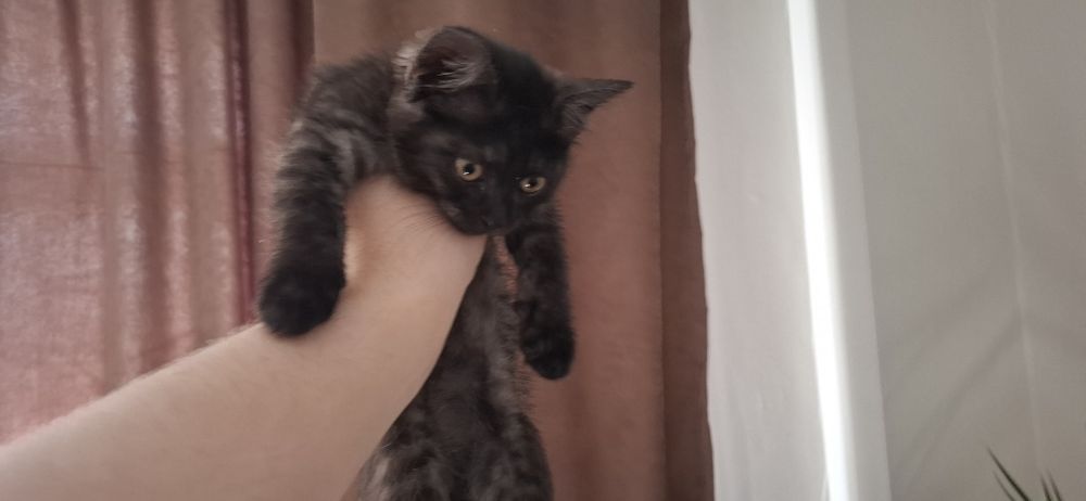 Котенок девочка 1-2 месяца