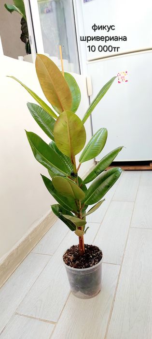 Фикус шривериана