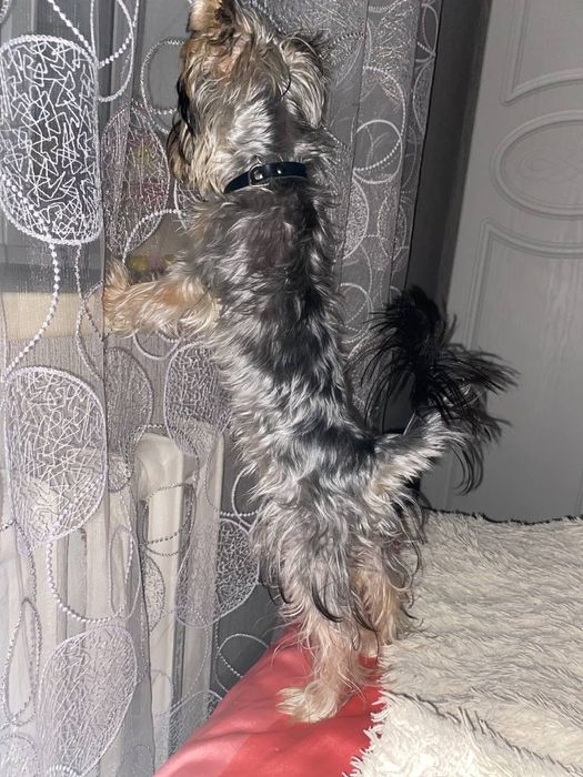 Кобель йоркширского терьера