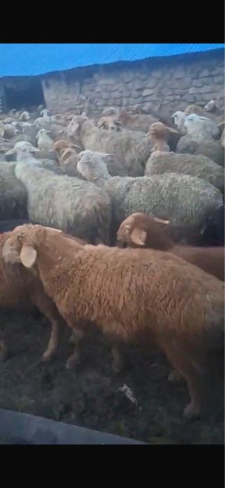 Қозы сатылады 60тан