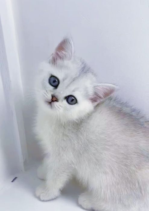 КотЯта  ОчаРоваШки БриТашки